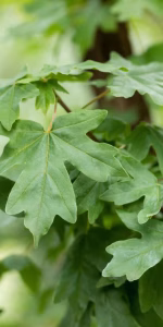 Acer campestre