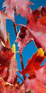 Acer freemanii 'Celebration'