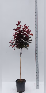 Acer flat. 'Crimson Sentry'