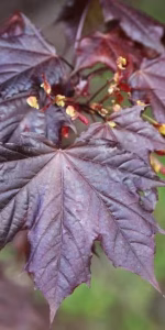 Acer flat. 'Crimson Sentry'