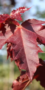 Acer plat. 'Deborah'