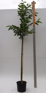 Castanea sativa