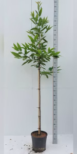 Castanea sativa