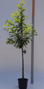 Castanea sativa