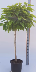 Catalpa bignonioides 'Nana'