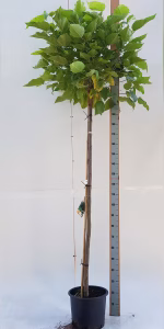 Catalpa bignonioides 'Nana'