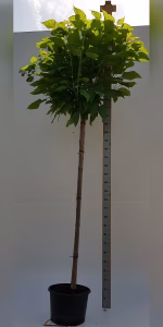 Catalpa bignonioides 'Nana'