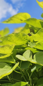Catalpa bignonioides 'Nana'