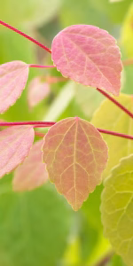 Cercidiphyllum j. 'Glowball'