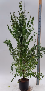 Cercidiphyllum japonicum