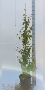 Cercidiphyllum japonicum