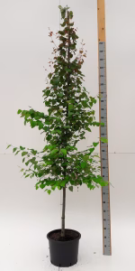 Cercidiphyllum japonicum