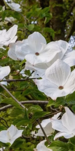 Cornus 'Eddie's White Wonder'
