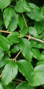 Cornus mas