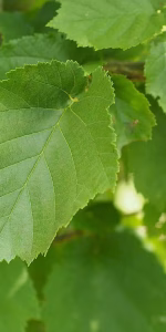 Corylus colurna