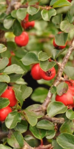 Cotoneaster nanshan 'Copra'