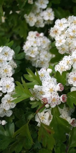 Crataegus monogyna