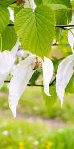 Davidia involucrata