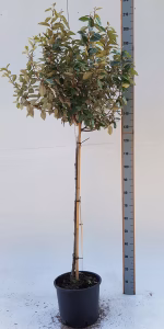 Elaeagnus ebb. 'Compacta'