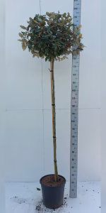 Elaeagnus ebb. 'Compacta'