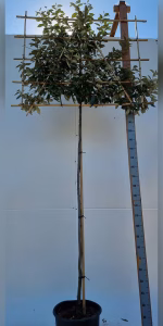 Elaeagnus ebbingei