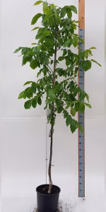 Juglans regia 'Buccaneer'