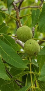 Juglans regia 'Buccaneer'
