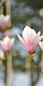 Magnolia 'Heaven Scent'