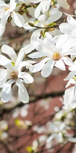 Magnolia kobus