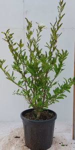 Magnolia stellata