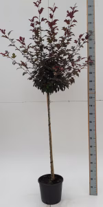 Malus toringo 'Freja'