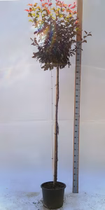 Malus toringo 'Freja'