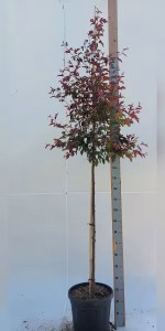 Malus toringo 'Freja'