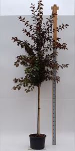 Malus toringo 'Freja'