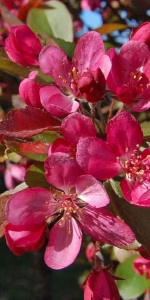 Malus toringo 'Freja'