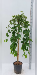 Morus alba 'Pendula'