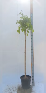 Morus alba 'Pendula'