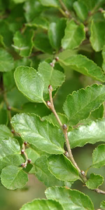 Nothofagus antarctica