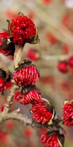 Parrotia persica 'Vanessa'