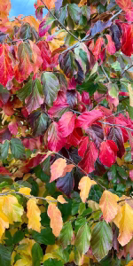 Parrotia persica