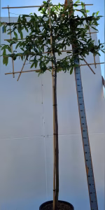 Prunus l. 'Novita'