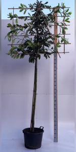 Prunus l. 'Novita'