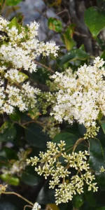 Prunus l. 'Novita'