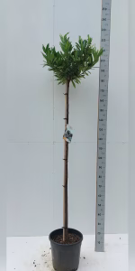 Prunus l. 'Otto Luyken'