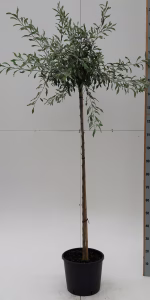 Pyrus salicifolia 'Pendula'