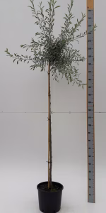 Pyrus salicifolia 'Pendula'
