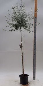 Pyrus salicifolia 'Pendula'