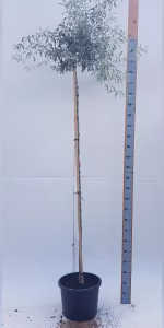 Pyrus salicifolia 'Pendula'