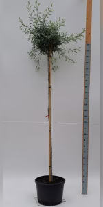 Pyrus salicifolia 'Pendula'