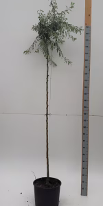 Pyrus salicifolia 'Pendula'